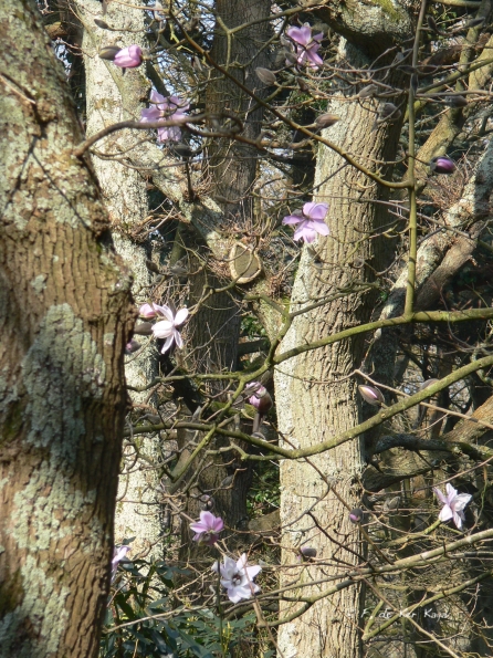 Bois des Moutiers (113) mars 2012